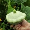 Roots Plants 3 Organic 'Custard White' Summer Squash Plants