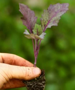 Roots Plants 10 Organic 'Delicacy Purple' Kohl Rabi Plants 7 Roots Plants 10 Organic 'Delicacy Purple' Kohl Rabi Plants