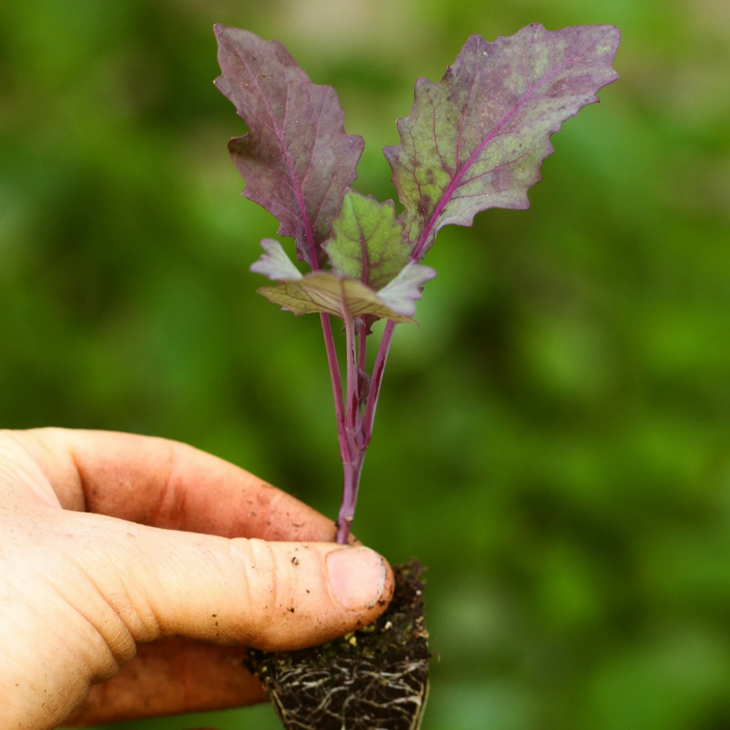 Roots Plants 10 Organic 'Delicacy Purple' Kohl Rabi Plants 5 Roots Plants 10 Organic 'Delicacy Purple' Kohl Rabi Plants
