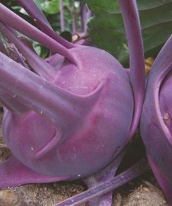 Roots Plants 10 Organic 'Delicacy Purple' Kohl Rabi Plants 6 Roots Plants 10 Organic 'Delicacy Purple' Kohl Rabi Plants