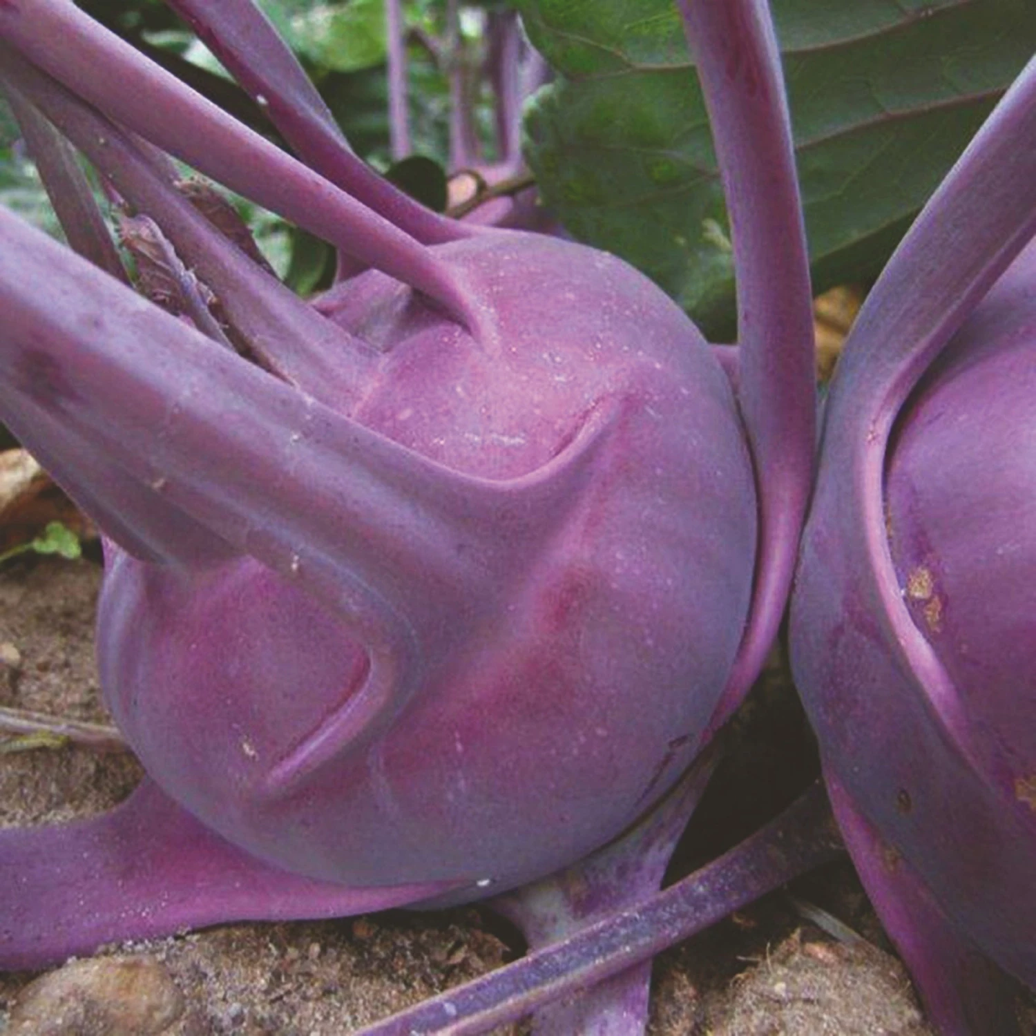 Roots Plants 10 Organic 'Delicacy Purple' Kohl Rabi Plants 4 Roots Plants 10 Organic 'Delicacy Purple' Kohl Rabi Plants