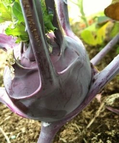 Roots Plants 10 Organic'Delicacy Purple' Kohl Rabi Plants