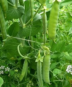Roots Plants All Vegetable Plants Best Vegetable Plants Collection | Growers Choice
