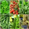 Roots Plants All Vegetable Plants 38 Easy To Grow Vegetable Plants | Ideal For Beginners