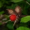 Roots Plants Fruits Japanese Wineberry Plant 2 Roots Plants Fruits Japanese Wineberry Plant