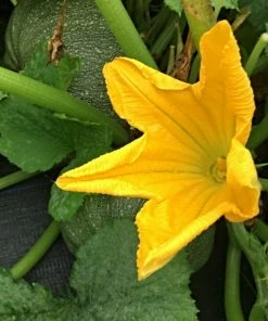 Roots Plants Root Vegetables 3 Organic 'Musquee De Provence' Winter Squash Plants
