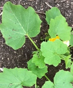 Roots Plants 3 Organic 'Sweet Dumpling' Winter Squash Plants
