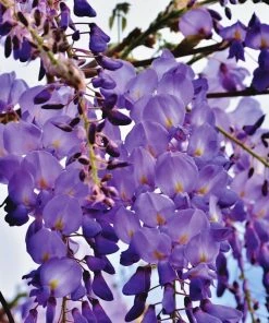 Roots Plants Wisteria 'Black Dragon' | Wisteria Floribunda | On A 90cm Cane In A 3L Pot
