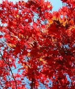 Roots Plants Viper Acer Tree | Acer Davidii | Snake Bark Maple
