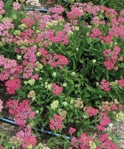 Roots Plants Achillea 'Milly Rock Rose' | 3L Pot
