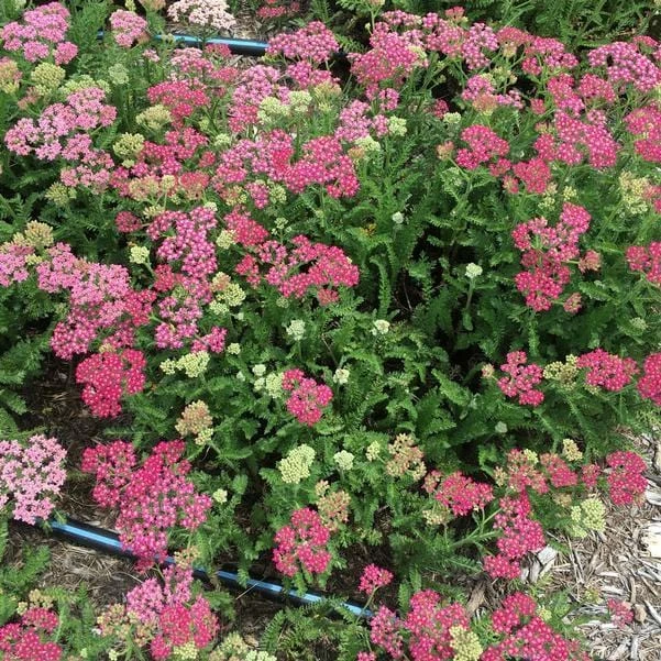 Roots Plants Achillea 'Milly Rock Rose' | 3L Pot 4 Roots Plants Achillea 'Milly Rock Rose' | 3L Pot