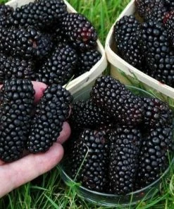 Roots Plants Fruits Black Butte Blackberry Plants