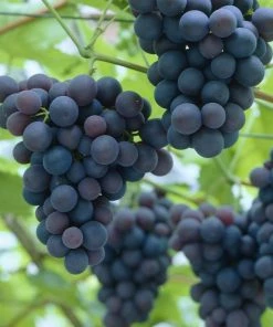 Roots Plants Fruits 90cm 'Black Hamburgh' Indoor Grape Vine | 3L Pot