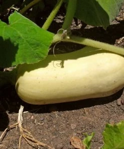 Roots Plants 3 Organic 'Waltham Butternut' Butternut Squash Plants Root Vegetables