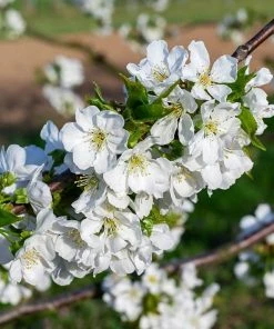 Roots Plants Fruits Summer Sun Cherry Tree