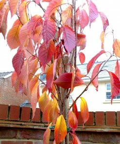 Roots Plants Van' Cherry Tree Fruits
