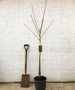 Roots Plants Van' Cherry Tree Fruits