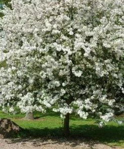 Roots Plants Trees & Shrubs Evereste Crabapple Tree