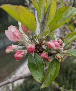 Roots Plants Egremont Russet Apple Tree Dwarfing Rootstock
