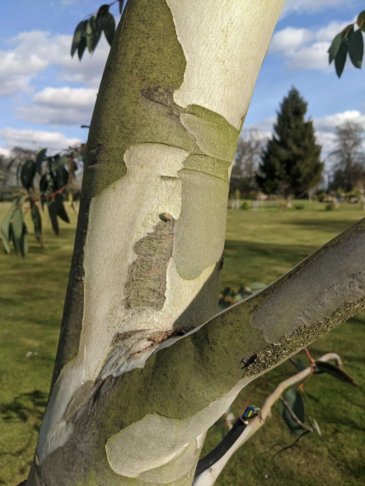 Roots Plants Snow Gum Tree | Eucalyptus Pauciflora 'Niphophila' Trees & Shrubs 7 Roots Plants Snow Gum Tree | Eucalyptus Pauciflora 'Niphophila' Trees & Shrubs
