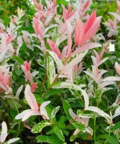 Roots Plants Flamingo Willow | Salix Integra Hakuro Nishiki | 4ft Patio Tree 12 Roots Plants Flamingo Willow | Salix Integra Hakuro Nishiki | 4ft Patio Tree