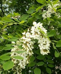 Roots Plants Trees & Shrubs Golden False Acacia | Robinia Pseudoacacia 'Frisia'