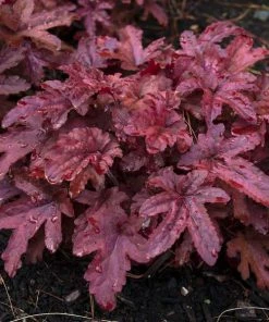Roots Plants Heucherella 'Red Rover' | 3L Pot Perennials