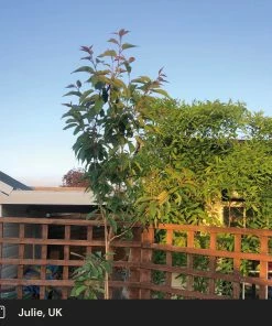 Roots Plants Japanese Cherry Blossom Tree | Prunus Serrulata 'Kanzan'