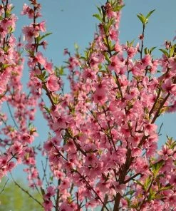 Roots Plants Lord Napier Patio Nectarine Tree