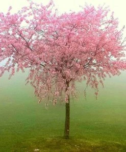 Roots Plants Avalon Pride Peach Tree