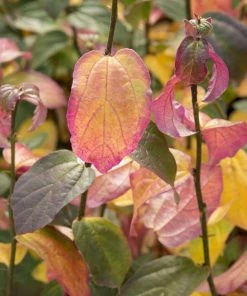 Roots Plants Parrotia 'Persian Spire' | 3L Pot Trees & Shrubs