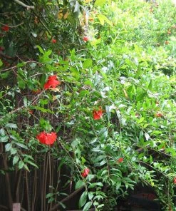 Roots Plants Provence Pomegranate Bush Fruits 16 Roots Plants Provence Pomegranate Bush Fruits