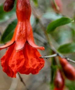 Roots Plants Provence Pomegranate Bush Fruits 15 Roots Plants Provence Pomegranate Bush Fruits