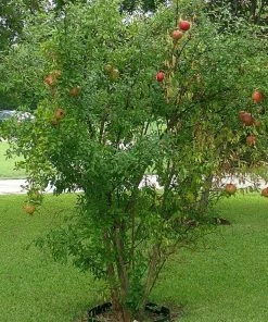 Roots Plants Provence Pomegranate Bush Fruits 13 Roots Plants Provence Pomegranate Bush Fruits