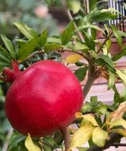 Roots Plants Provence Pomegranate Bush Fruits 14 Roots Plants Provence Pomegranate Bush Fruits