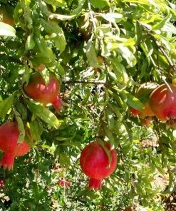 Roots Plants Provence Pomegranate Bush Fruits 17 Roots Plants Provence Pomegranate Bush Fruits