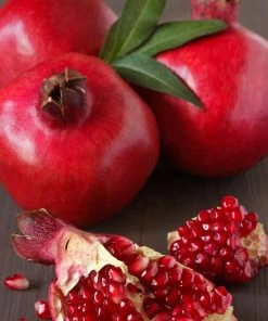 Roots Plants Provence Pomegranate Bush Fruits 18 Roots Plants Provence Pomegranate Bush Fruits