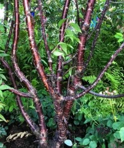 Roots Plants Multi Stem Tibetan Cherry Tree | Prunus Serrula