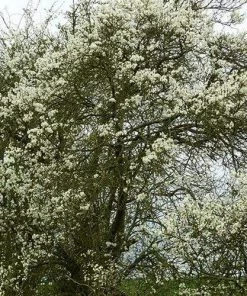 Roots Plants Fruits Shropshire Prune Damson Tree