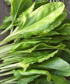 Roots Plants Brassicas & Leafy Greens 10 Organic 'Perpetual' Spinach Plants