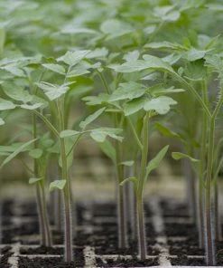 Roots Plants 5 Organic 'Black Russian' Tomato Plants Salad Plants