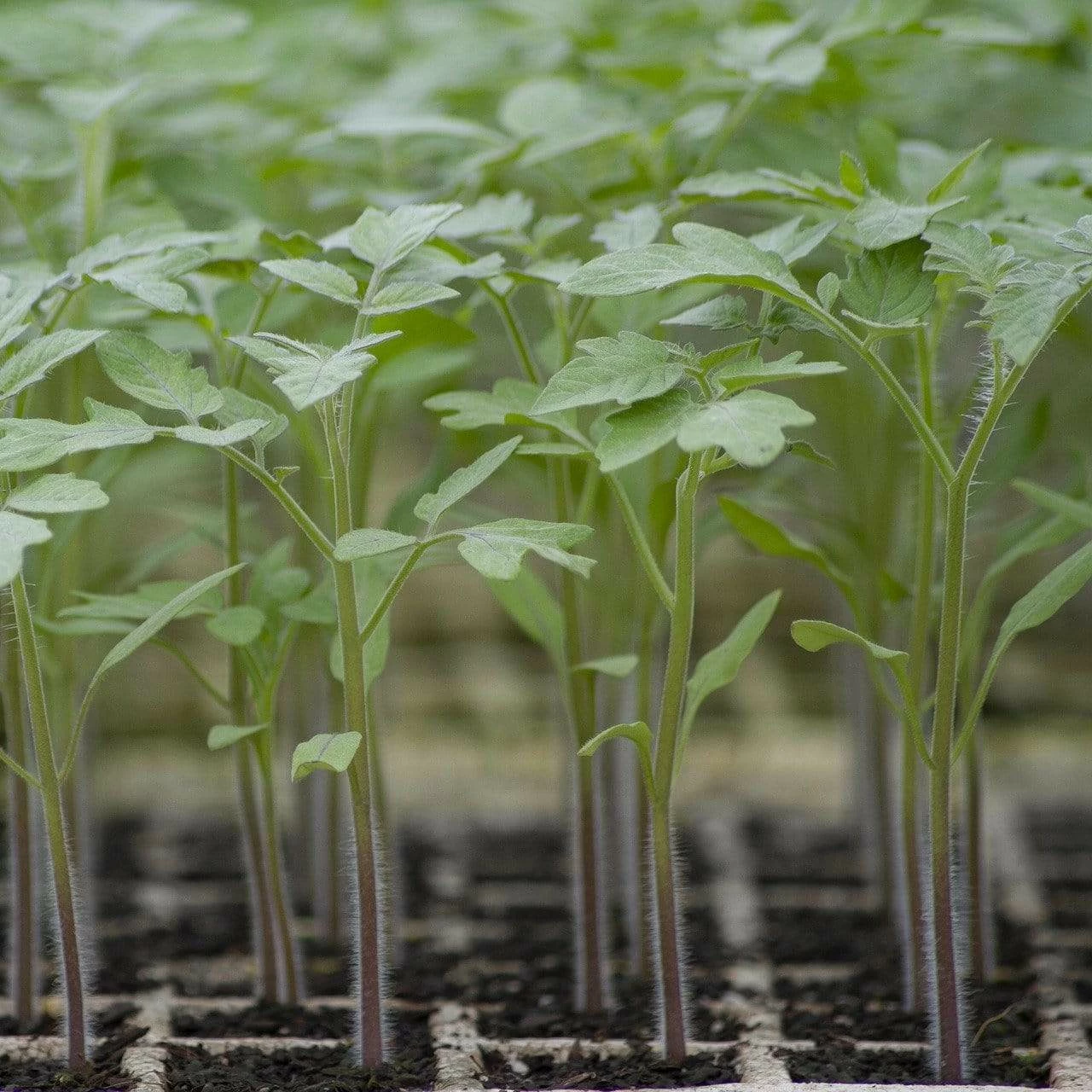 Roots Plants Salad Plants 5 Organic 'Tigerella' Tomato Plants 7 Roots Plants Salad Plants 5 Organic 'Tigerella' Tomato Plants