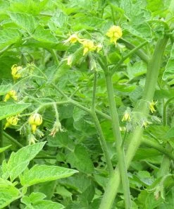 Roots Plants Salad Plants 5 Organic 'Golden Sunrise' Tomato Plants
