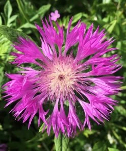 Roots Plants 100 Wildflower Meadow Plug Plants Perennials 20 Roots Plants 100 Wildflower Meadow Plug Plants Perennials