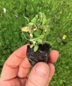 Roots Plants 100 Wildflower Meadow Plug Plants Perennials 18 Roots Plants 100 Wildflower Meadow Plug Plants Perennials