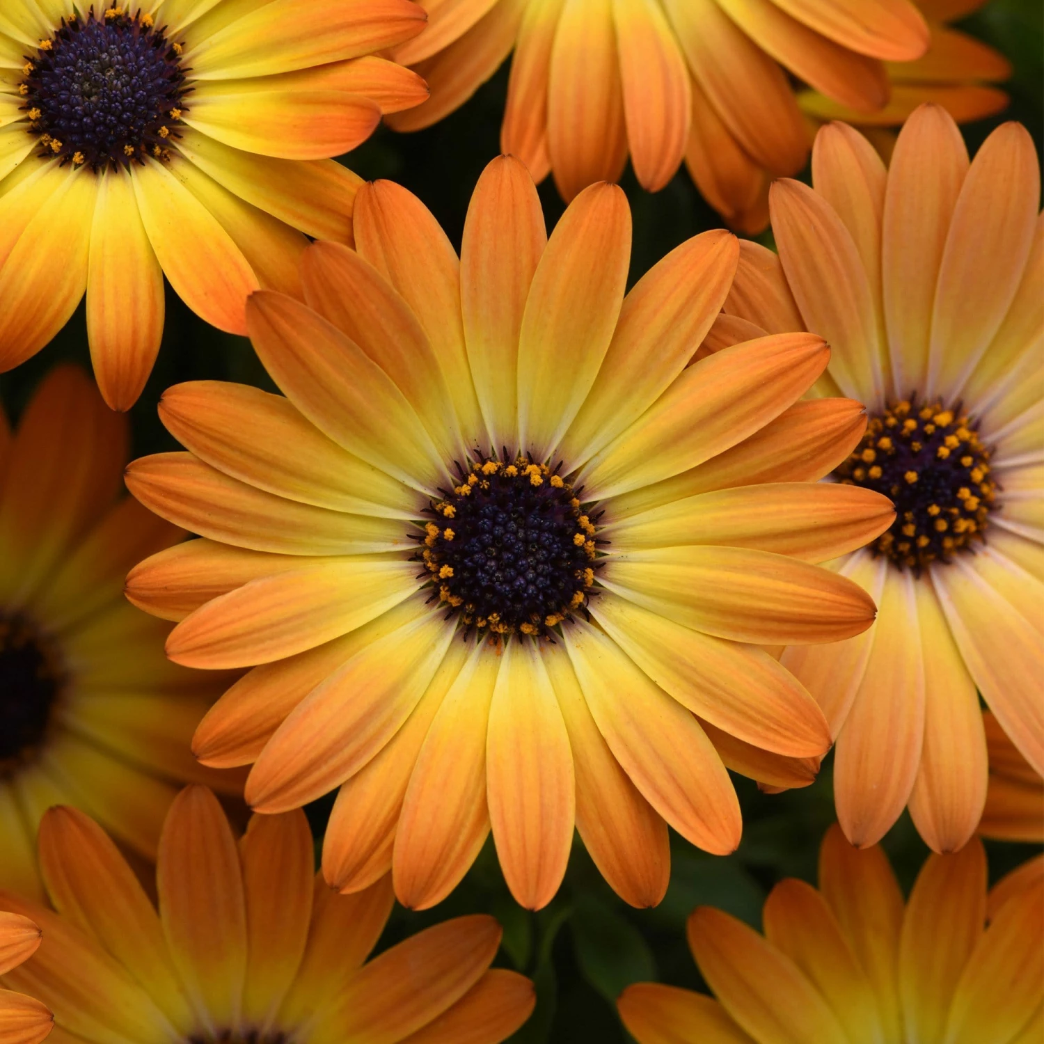 Roots Plants Sales Shop -Roots Plants Sales Shop AB0055 1 3f30b92a ceec 49ed 907f 315c9f3f7210