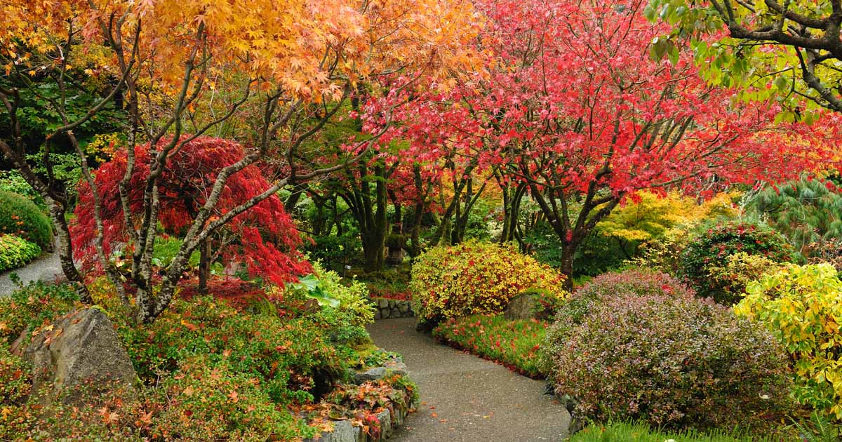Roots Plants Sales Shop -Roots Plants Sales Shop The Best 15 Woody Shrubs for Fall Color FB